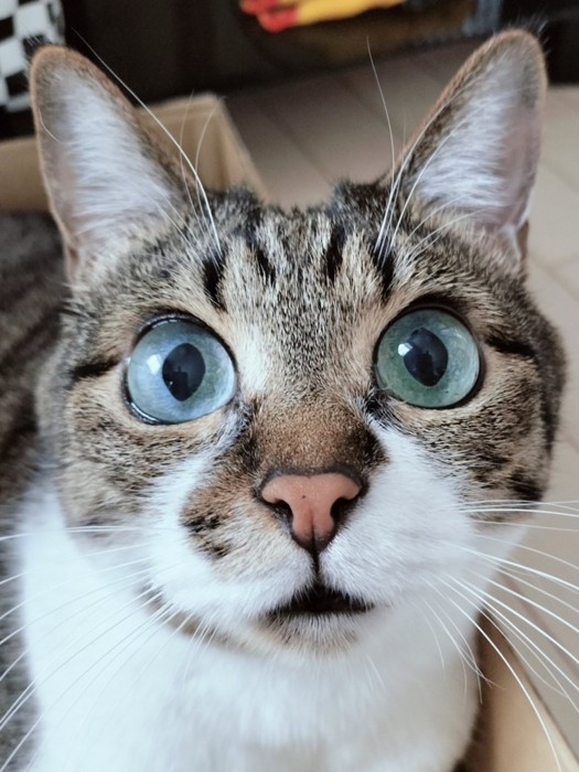 目を見開いた猫の顔