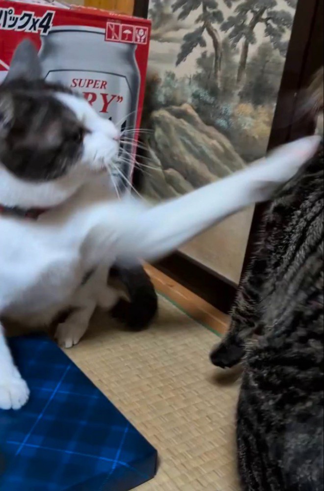 キジトラ猫にパンチをするキジ白猫