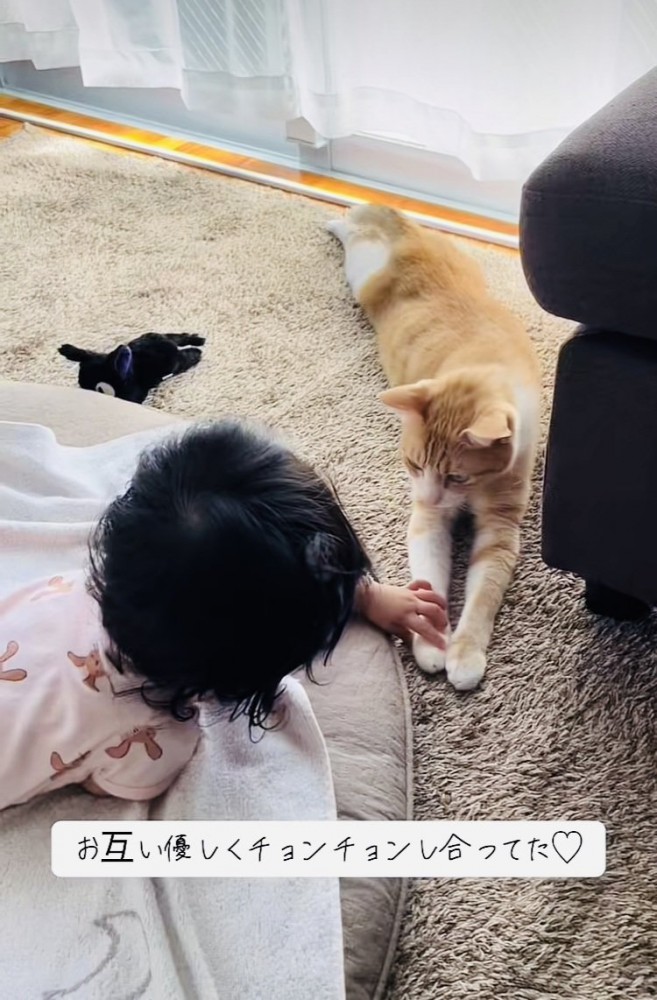 茶白猫の前足に触る赤ちゃん