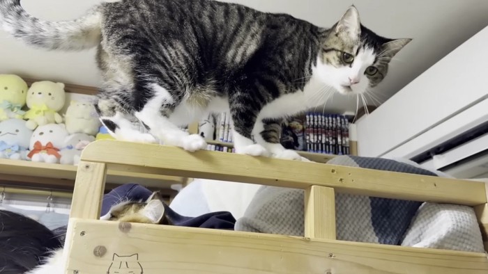 ベッドの枠に乗るおでこちゃん