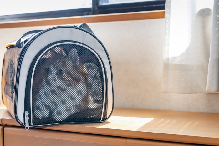 キャリーバッグに入れられた猫