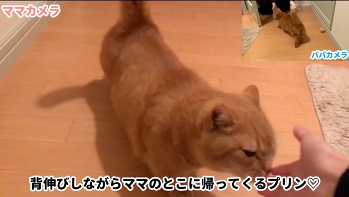 女性の手の匂いを嗅ぐ猫