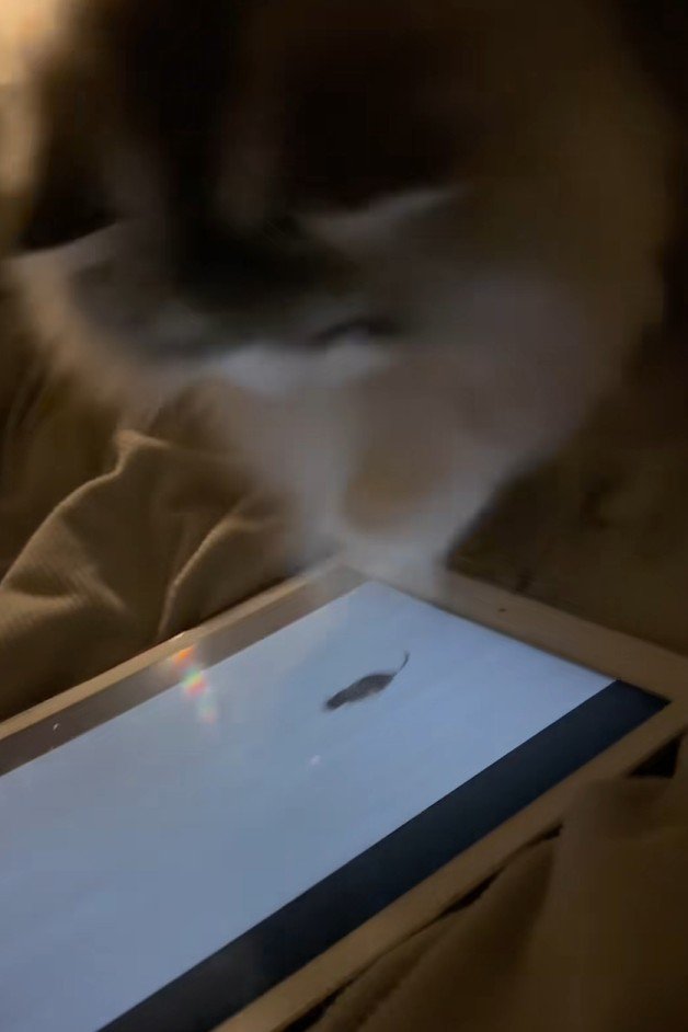 画面に手を繰り出す猫