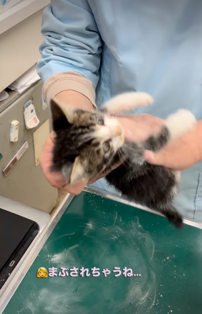 お腹に粉をまぶされる子猫