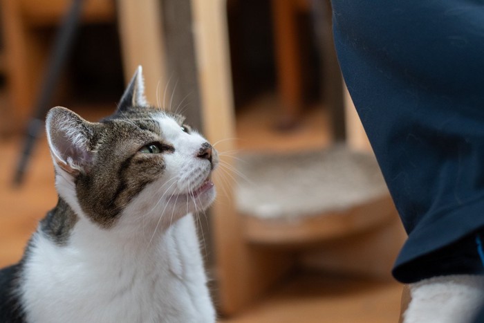 飼い主をじっとみる猫