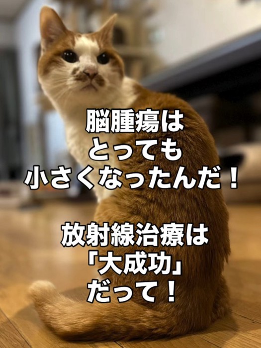振り向く猫