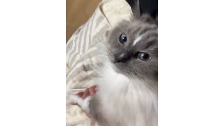 手を握られている猫