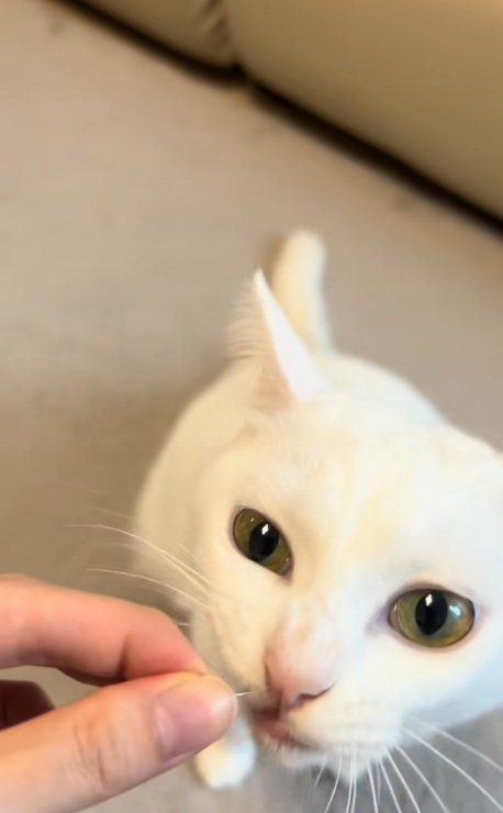 ひげを持っている飼い主とひげをくわえる白猫