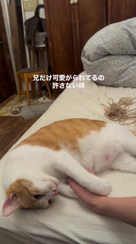 台から飛び降りるキジトラ猫