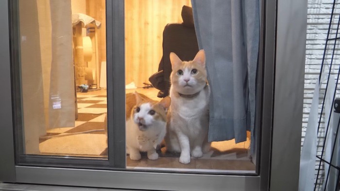 チップくんとロビンくん