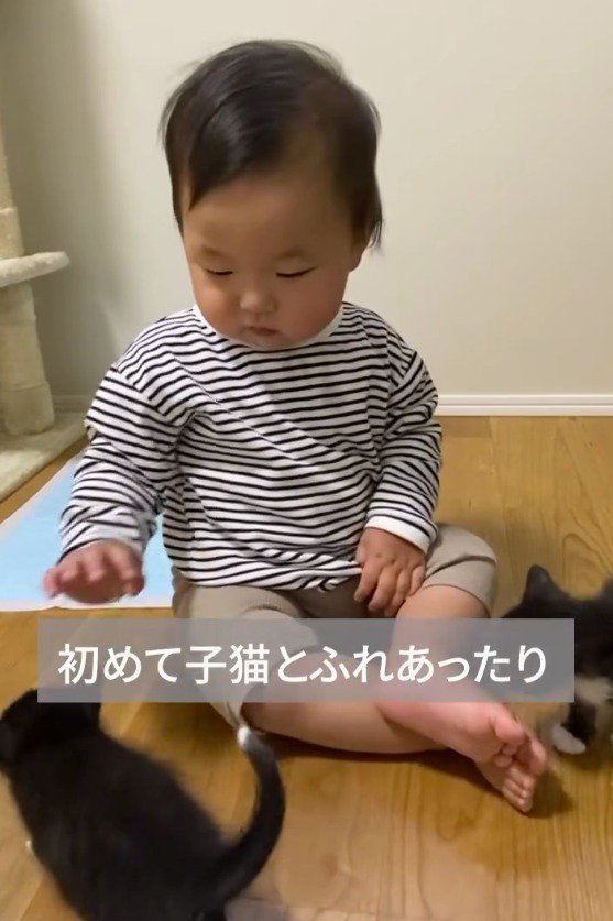 子猫を撫でる赤ちゃん