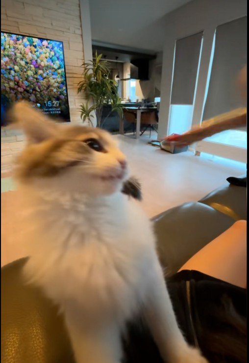 ちゅーるを食べている子猫