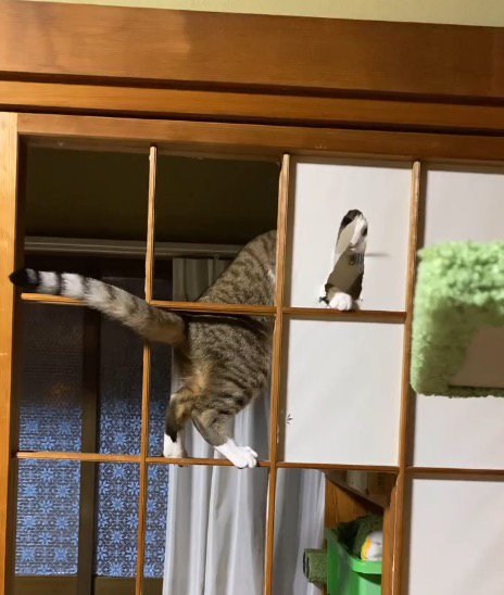 障子に開いた穴を見つめる猫