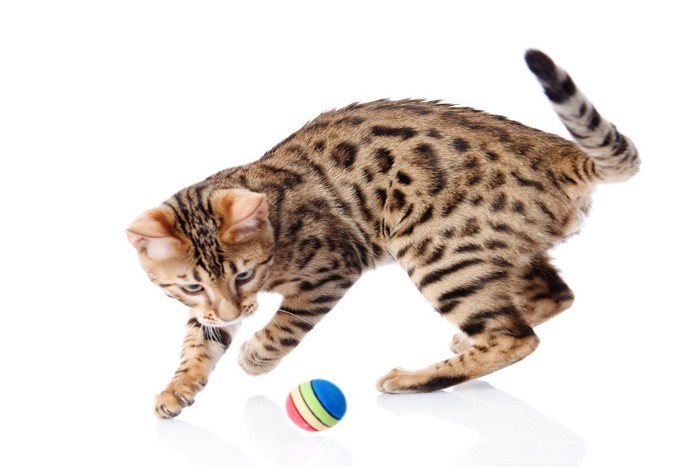 弾んだボールを見つめる猫