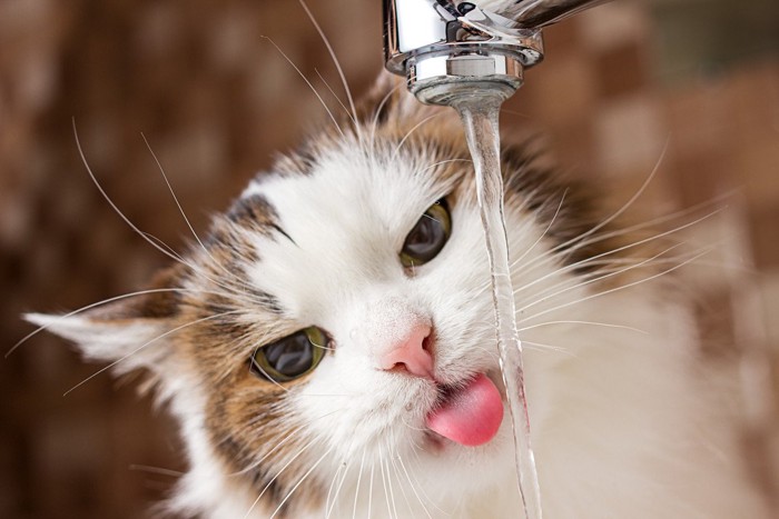 蛇口から水を飲もうとする猫