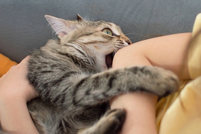 女性の肘に噛みつくキジトラ