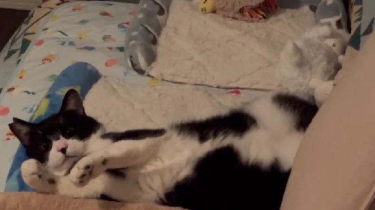 寝転がっている猫