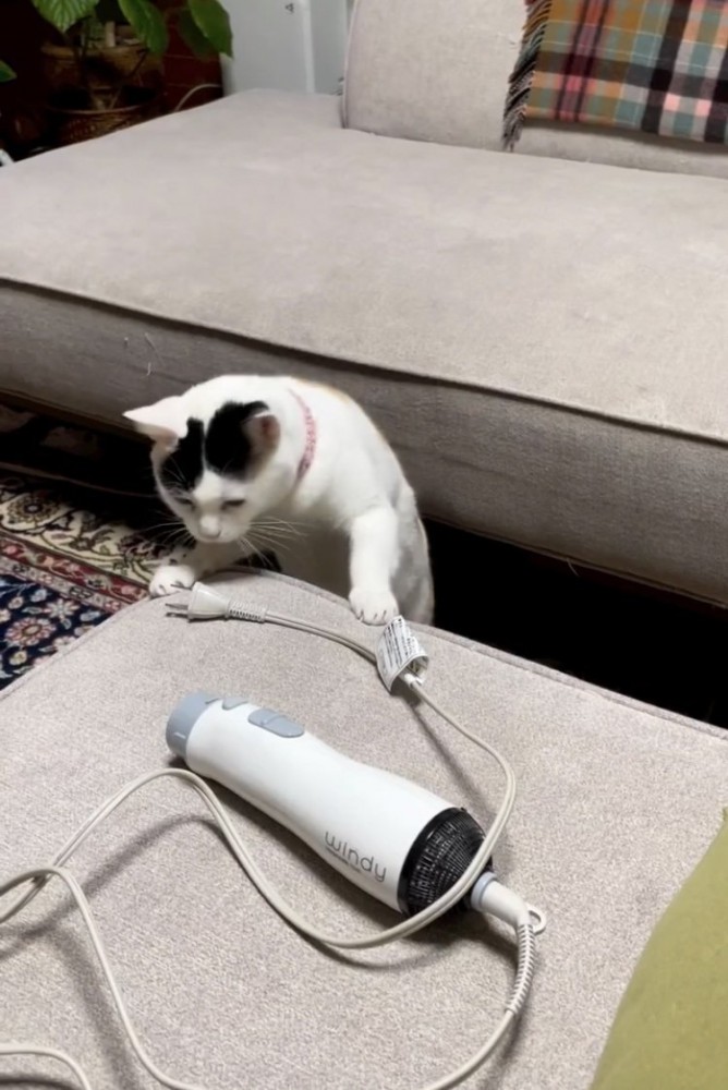 ドライヤーのコンセントの様子を伺う三毛猫