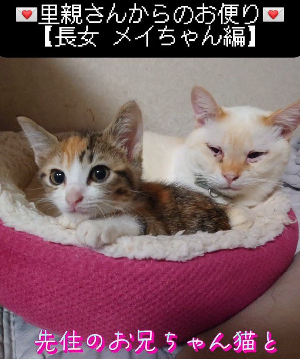 猫ベッドに入る2匹の猫