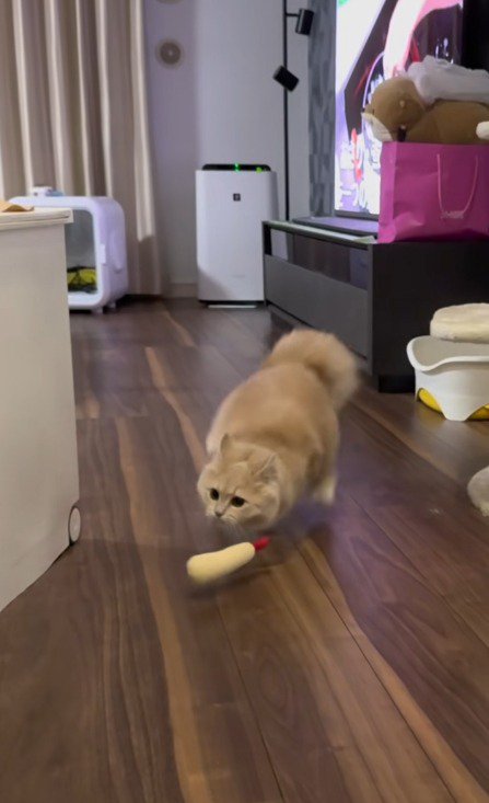 おもちゃを床に落として飛び上がる猫