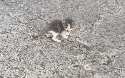道路にいる子猫2