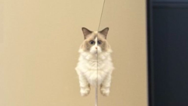 キャットタワーにいる猫