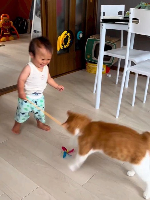 おもちゃを見る猫