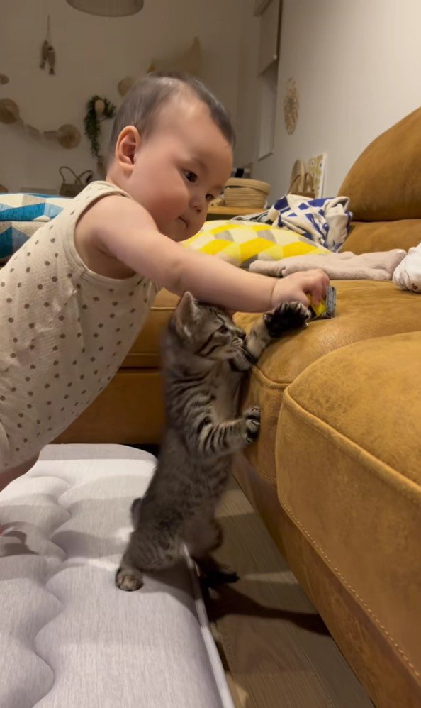 おもちゃで遊ぶ赤ちゃんと子猫