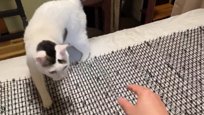 猫避けの上を歩いてくる猫