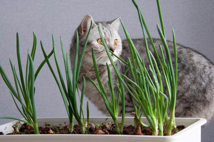 猫と戸棚