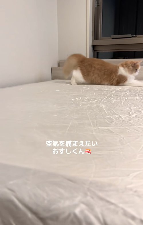 画面右端に向かって両前足を伸ばしている猫