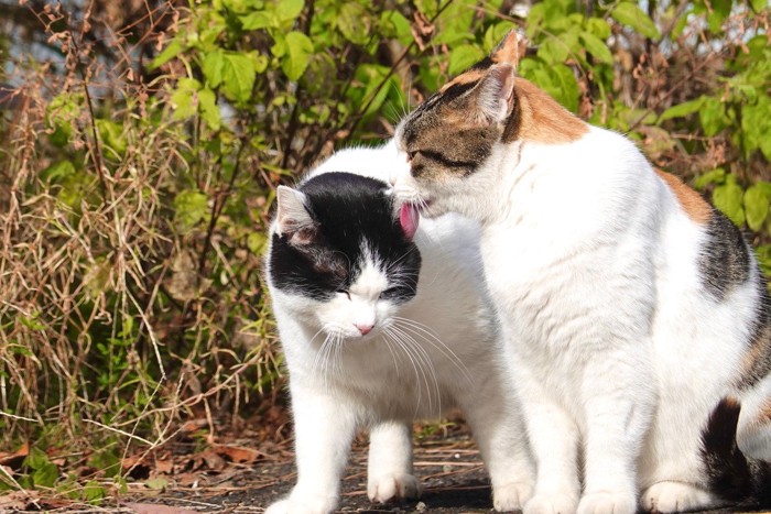 仲良しの猫