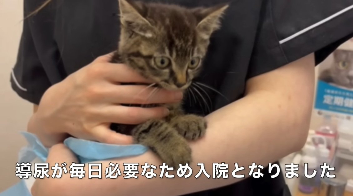 抱っこされているキジトラの子猫