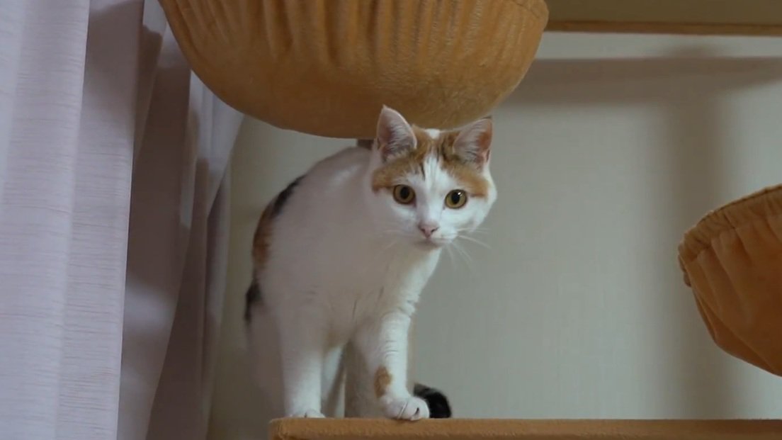 カメラ目線の猫