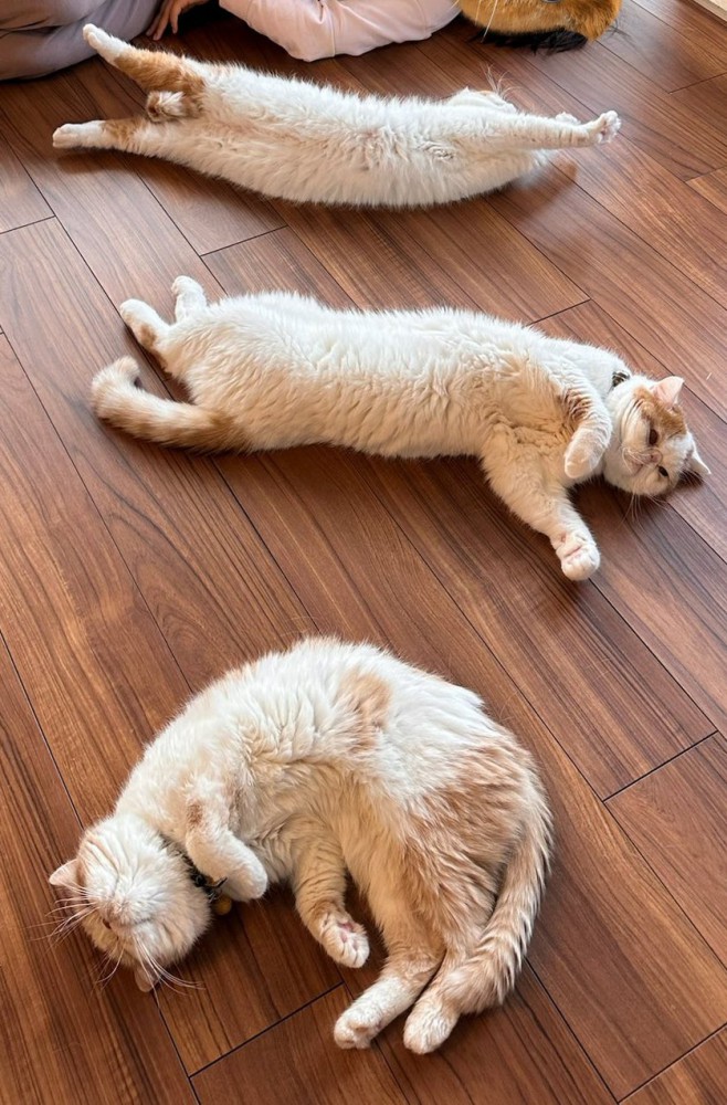 床で溶ける猫たち