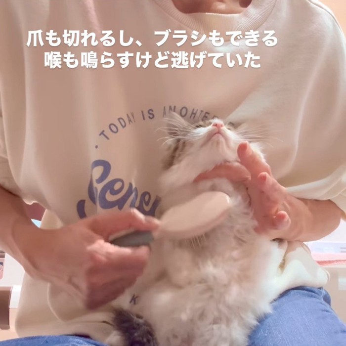 ブラッシングされる子猫