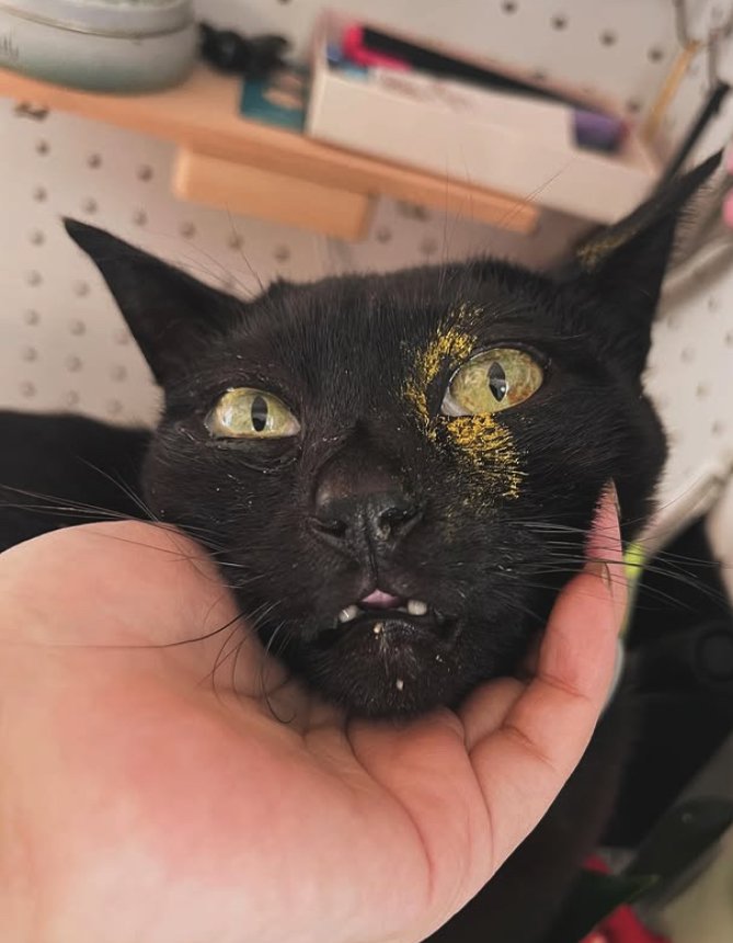 顔に黄色い花粉をつけた黒猫