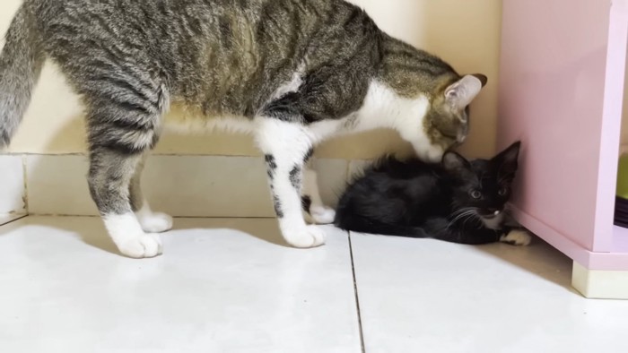 子猫の背中をなめる成猫