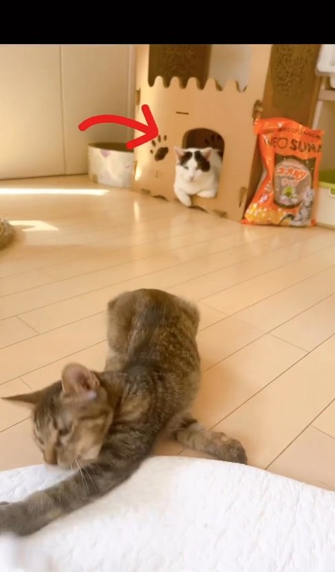 寝転ぶ子猫とキャットハウスの中の猫