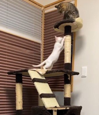 キャットタワーの頂上に座る姉猫