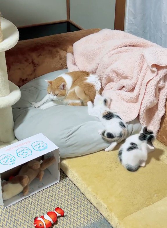 寝ている猫と遊んでいる2匹の子猫