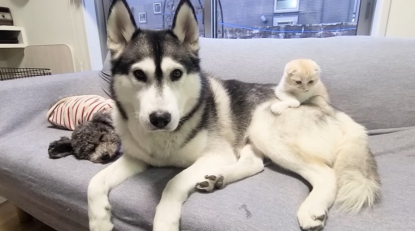 ソファでくつろぐ2匹の犬と子猫