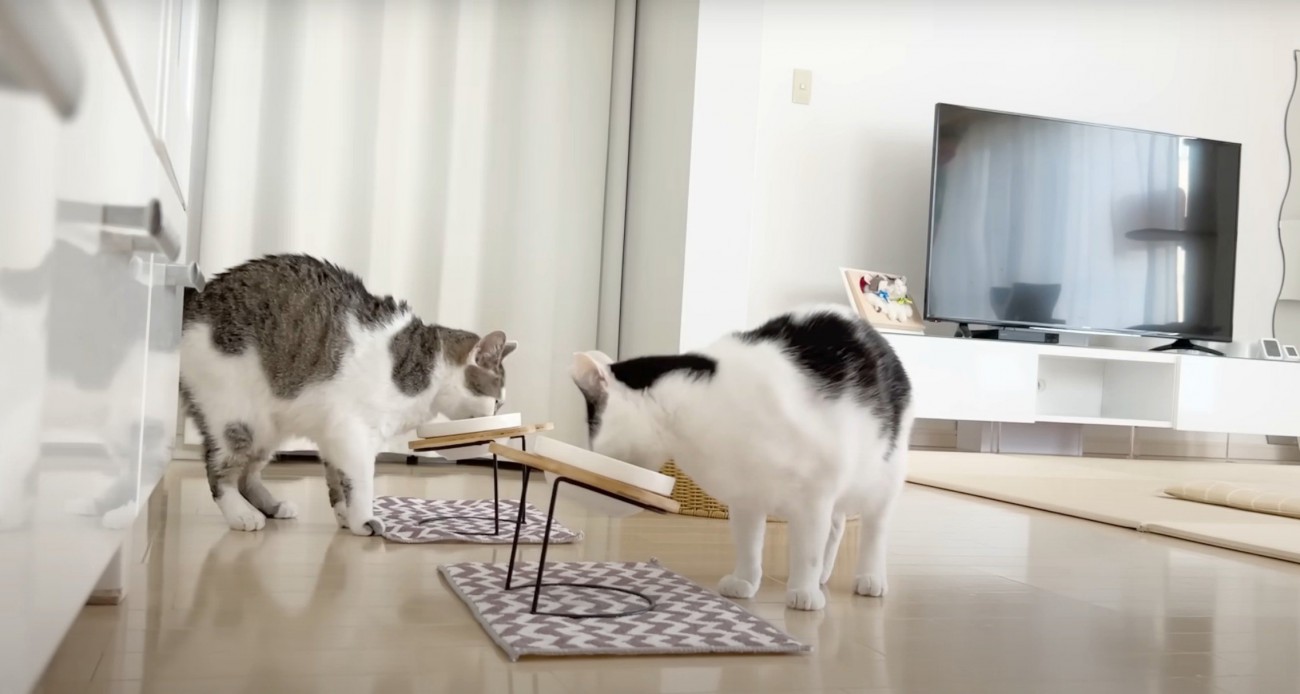 ごはんを食べる猫2匹