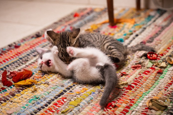 じゃれ合う子猫たち