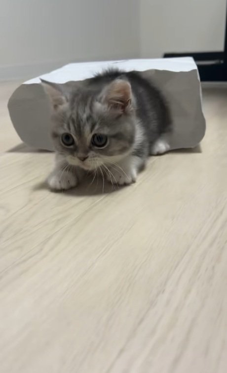 後ずさりするミヌエットの子猫