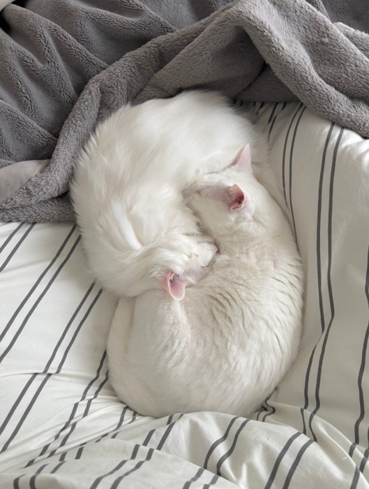 寄り添って寝る二匹の猫