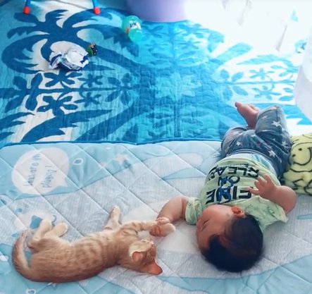 茶トラ子猫の手を掴む赤ちゃんの奥でカーテンが揺れる