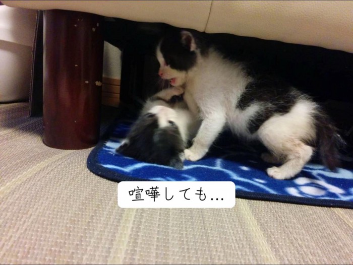じゃれ合う2匹の子猫