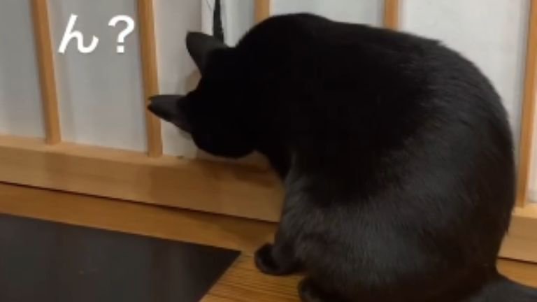 破れた障子と猫