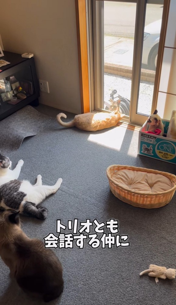 家の中の3匹の猫と外から見ている猫